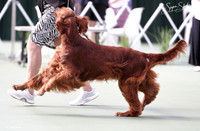 Dog Shows 2025