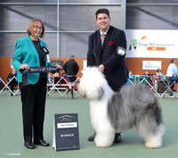 5. Working Dogs