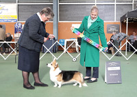 5. Working Dogs